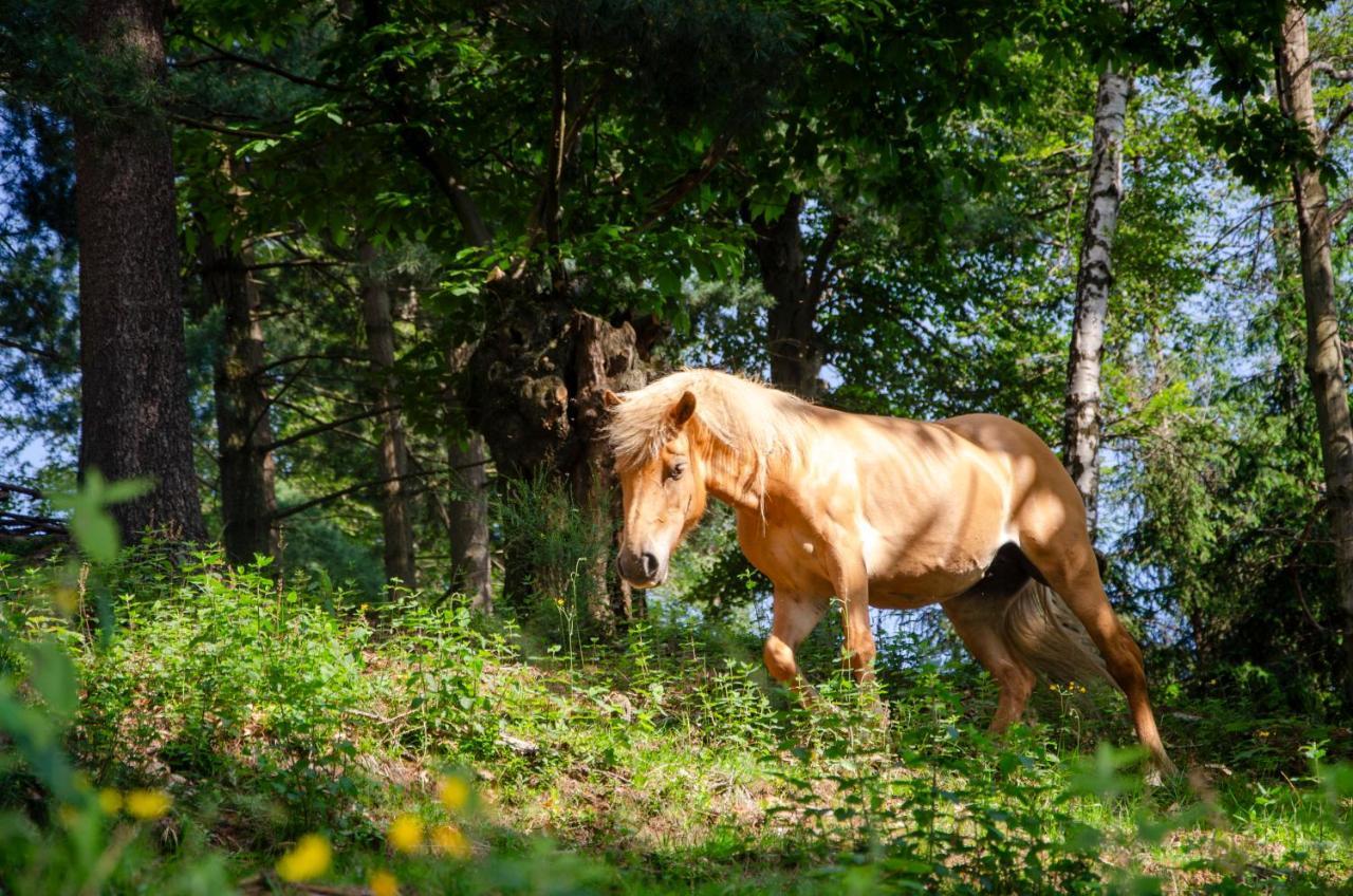 Bellosta Family Country Club Mb Alpe Moiana Armeno Zewnętrze zdjęcie